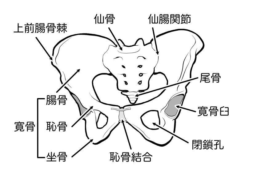 骨盤関節の画像